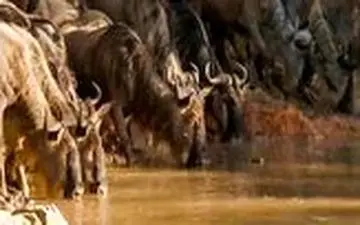 ویدیو/ شکار دلخراش یک گاو وحشی توسط کروکودیل 