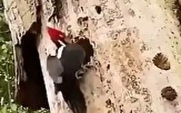 حس مادری باورنکردنی دارکوب در نجات جوجه هایش! 