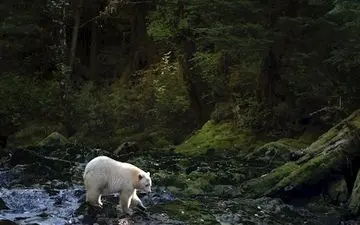  عکس منتخب نشنال جئوگرافیک | در انتظار شکار