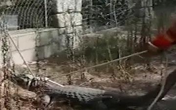 لحظه به دام انداختن تمساح فراری از سیرک 