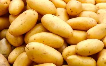 داستان یک سیب‌ زمینی؛ از خاک تا بشقاب شما | فیلم