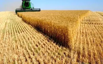 پیش‌بینی‌ برداشت 60 هزار تن گندم از حمیدیه