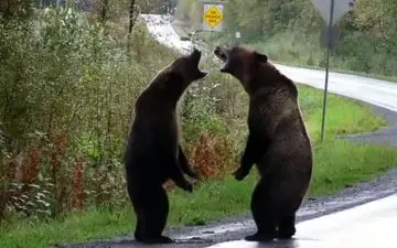 مبارزه خرس‌های وحشی غول پیکر در وسط اتوبان