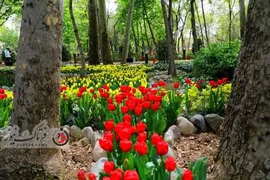  باغ ایرانی  بوستان  لاله های رنگین 