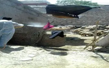 
سمپاشی دام 30 روستای ثلاث باباجانی علیه تب کریمه کنگو