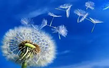 نکاتی در مورد خواص عجیب قاصدک