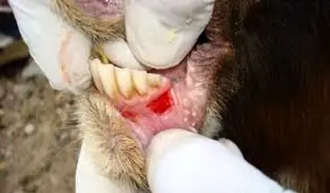  آیا تب برفکی به انسان منتقل می شود؟ 