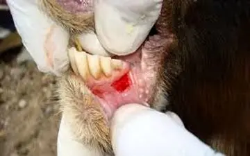  آیا تب برفکی به انسان منتقل می شود؟ 