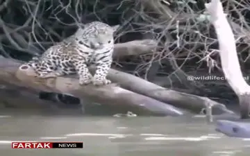 روش جالب سمورها برای فراری دادن‌ پلنگ + فیلم