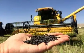 آغاز برداشت کلزا از مزارع مناطق گرمسیری کرمانشاه
