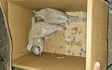 افشای شبکه مجازی قاچاق کبک وحشی در لامرد فارس