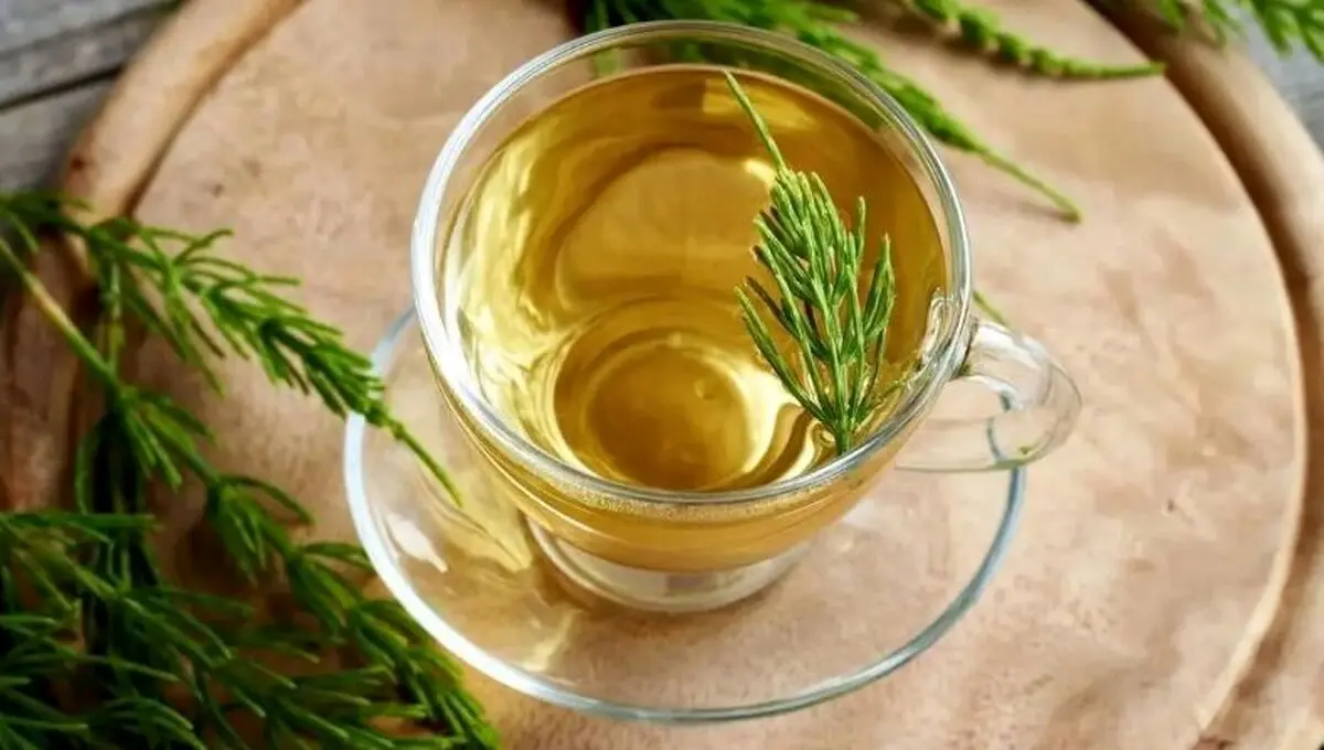 گیاه دم اسبی: ۷ خاصیت شگفت‌انگیز برای سلامتی و زیبایی