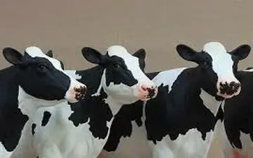 39 راس دام مولد قاچاق در دام پلیس الیگودرز