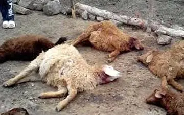 گرگ های گرسنه 9 گوسفند را دریدند