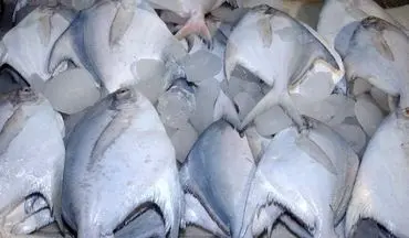 صید ماهی حلواسفید در خوزستان و بوشهر ممنوع شد
