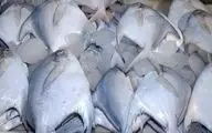 صید ماهی حلواسفید در خوزستان و بوشهر ممنوع شد
