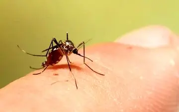 همه چیز درباره تب دنگی: علائم، پیشگیری و درمان