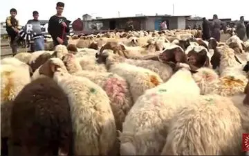 آزادسازی صادرات دام زنده ابلاغ شد/۶ کشور مشتری دام زنده ایران