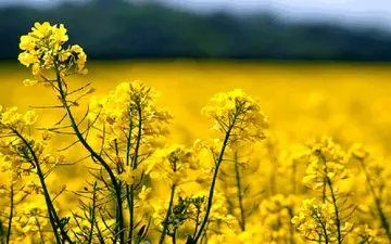 خرید بیش از ۱۵ هزار تن کلزا از کشاورزان کرمانشاهی 