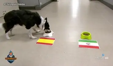  سگ پیشگو نتیجه و گلزنان بازی ایران و اسپانیا را پیش بینی کرد!