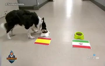  سگ پیشگو نتیجه و گلزنان بازی ایران و اسپانیا را پیش بینی کرد!