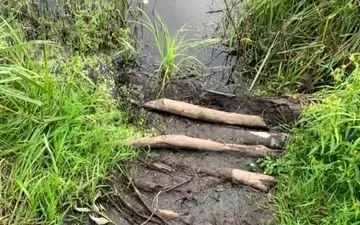 بگو ببینم چند قورباغه در تصویر میبینی؟