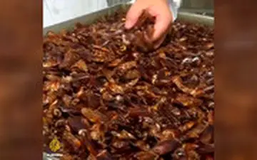  کارخانه‌های تولید سوسک خوراکی در چین