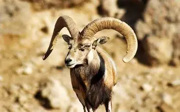 نجات یک قوچ وحشی از گاردریل +عکس