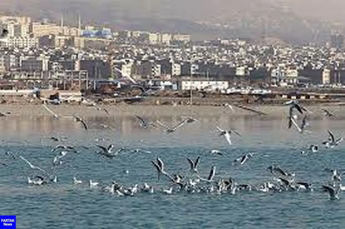 نوع آنفلوآنزای لاشه‌ پرندگان دریاچه چیتگر مشخص شد
