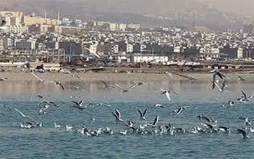 نوع آنفلوآنزای لاشه‌ پرندگان دریاچه چیتگر مشخص شد