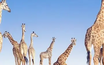  عکس منتخب نشنال جئوگرافیک | نزدیک به انگورونگورو