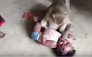 لحظه تلاش میمون برای ربودن کودک! +فیلم 