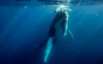 
تصاویری شگفت انگیز و جالب از دنیای زیر آب