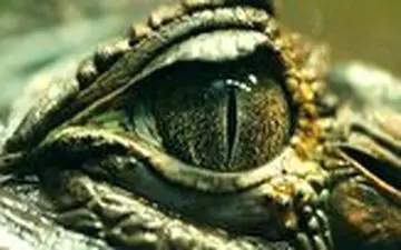 سرعت خیره کننده یک تمساح در لحظه شکار