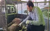 شلیک به خرس قهوه‌ای در دنا؛ قطع نخاع خرس ماده و آغاز پیگرد قضایی شکارچی
