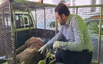 شلیک به خرس قهوه‌ای در دنا؛ قطع نخاع خرس ماده و آغاز پیگرد قضایی شکارچی
