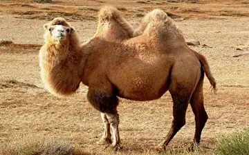 مسابقه انتخاب ملکه زیبایی شتر‌ها در چین + فیلم 