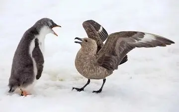 صحنه های شگفت آور از دفاع بچه پنگوئن ها با شکارچیان مهاجم