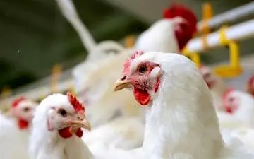 خرید مرغ با کارت ملی