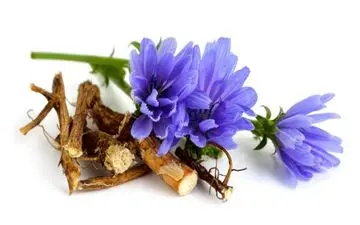 خواص شگفت انگیز کاسنی