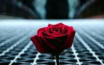 سرنوشت تلخ دختر فراری 16 ساله+جزئیات