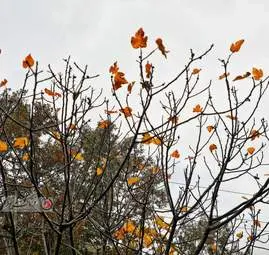گزارش تصویری | گیلان؛ مقصدی رویایی برای عاشقان پاییز