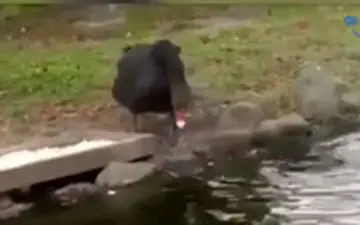 وقتی می‌گویند: روزی هر جنبنده‌ای با خداست