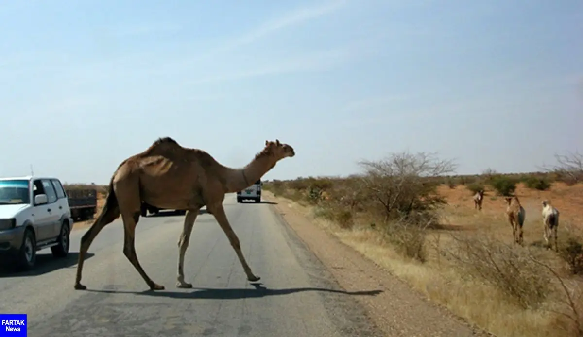  تصادف خودرو با گله شتر 4 مصدوم برجا گذاشت