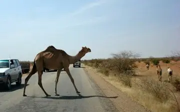  تصادف خودرو با گله شتر 4 مصدوم برجا گذاشت