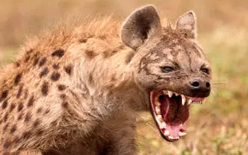 دوستی خطرناک انسان با کفتار