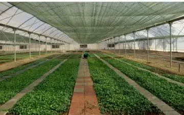 

تولید و توزیع ۴۰۰ هزار نشا‌ گُل‌فصلی در کرمانشاه



