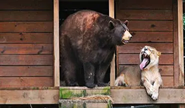 ویدیویی دیدنی از نبرد مهیج میان شیر و خرس