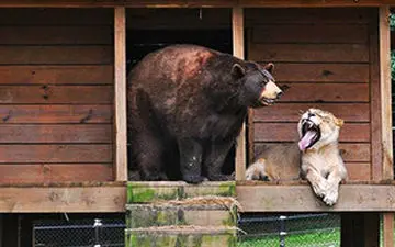 ویدیویی دیدنی از نبرد مهیج میان شیر و خرس