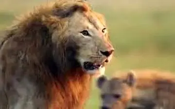 ویدیو/ ماجراجویی مرد بازیگوش کار دستش داد/ آخه با سلطان جنگل هم شوخی!! 